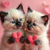 tima.fahd