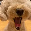 sanapapasj