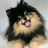 dipti0184