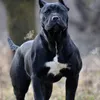 wuzitopebopeni2417