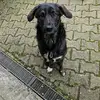 der.hunde.flstere