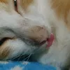 bitingmycatstoeeveryday