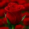 natu.feqar6