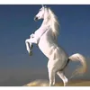 ahmed.algharaghul