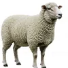sheep6234