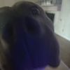 bigb0gan3
