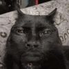 Mr kitty