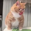 Mèo Mất Ngủ