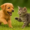 little.pets61