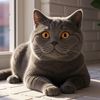 cali_cat_max