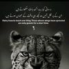 faizan.chokrai.al