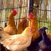 small.farm9