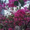 mheditorbybangladesh0