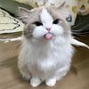 debyshirentia