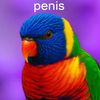 lingusbingus67