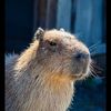 cheeseburgercapybara1