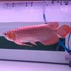 Borneo Red