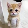 professorkitty00