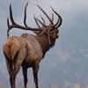 Colorado Wild Photography