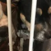 puppymskzz20