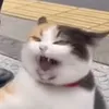 Calico Cat