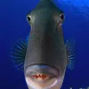 salhmohamad_