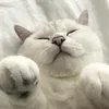 najocoruhodozi8709