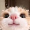 arabgirl474