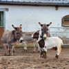 Mariline_animal_sanctuary