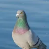 lapalomilla_golon