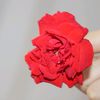 waleeddii0