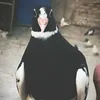 سجاد كريم1