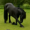 apaixonadosporcavalos07
