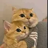 funny.animal7926
