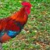 Mr.RoostersFlorida