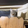 peteydakitty