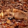 l1ttle_fox0