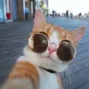 _mr.cat2025