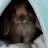 yuki.rabbit57