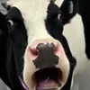 soratop