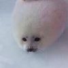 simbaisthecutest