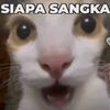 apaan.tuh500