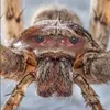 tiredspider1