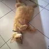 piannnih