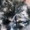 estre.sil