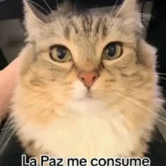 dariellzzz