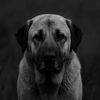 Kangal Night