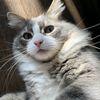 whiskeyforcats