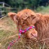 cattle.company