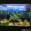 fir_atlantis